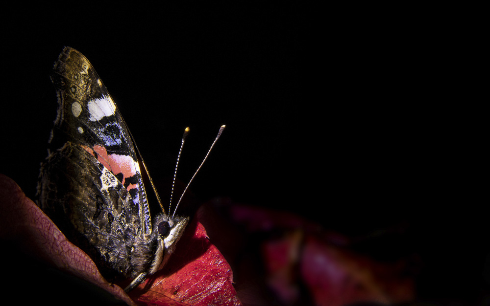 Platz 7 Daniela Korn